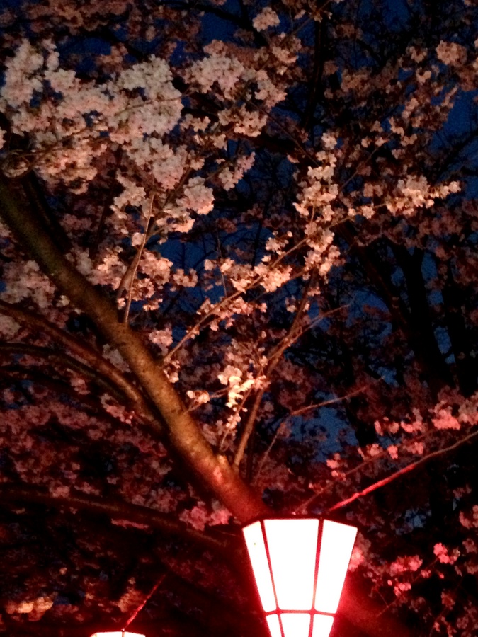 廿日市の桜.JPG
