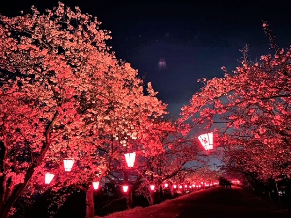 住吉堤防敷の夜桜サムネイル