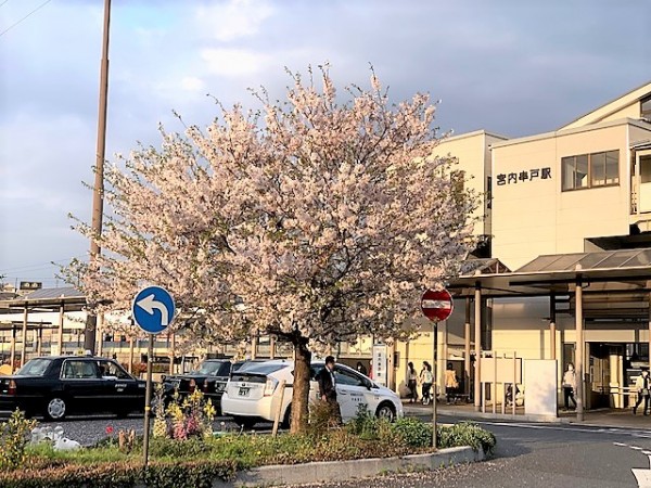 ＪＲ宮内串戸駅前の今年の桜は見納めかな？サムネイル