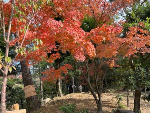 縮景園の紅葉サムネイル